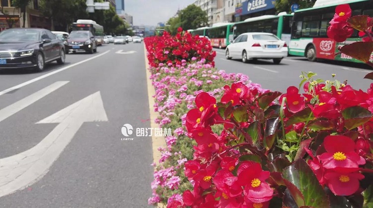 朗汀园林马槽花箱打造出春城飞花的美丽景观